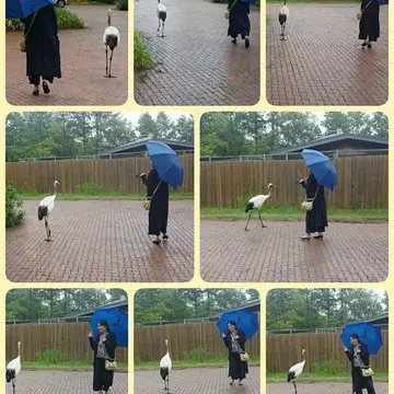 北海道釧路湿原　丹頂鶴自然公園にて鶴と一緒に。