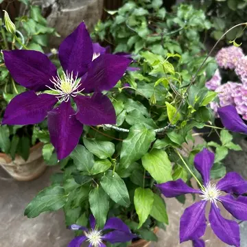 クレマチスも✨