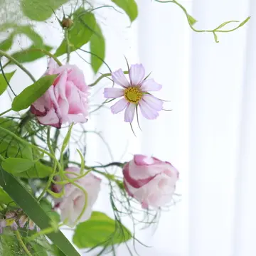 コスモス　ピコティ