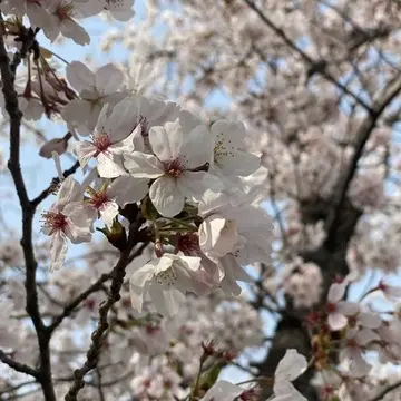 桜のクローズアップ