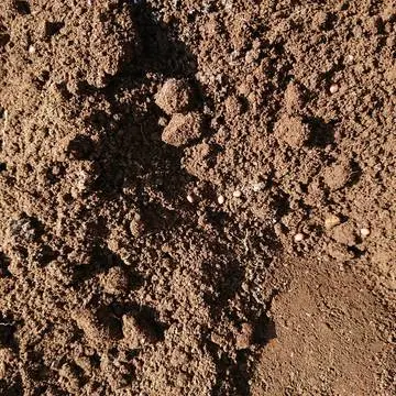 小さな穴に種を5～6粒蒔きます