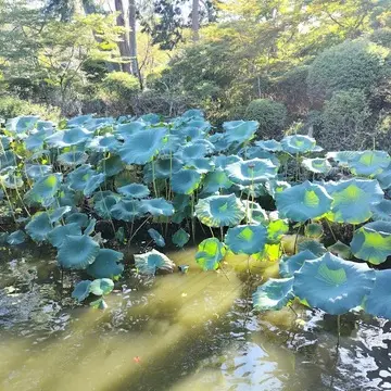 三井寺　蓮　ロータス