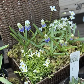 コピスガーデン