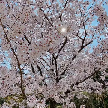 横浜イングリッシュガーデン園内の桜