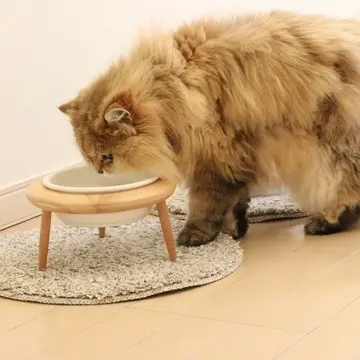 チンチラゴールデン　猫　猫の日