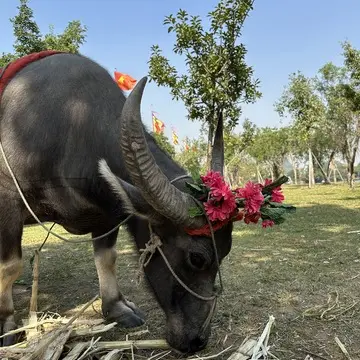 古都ホアルー　水牛
