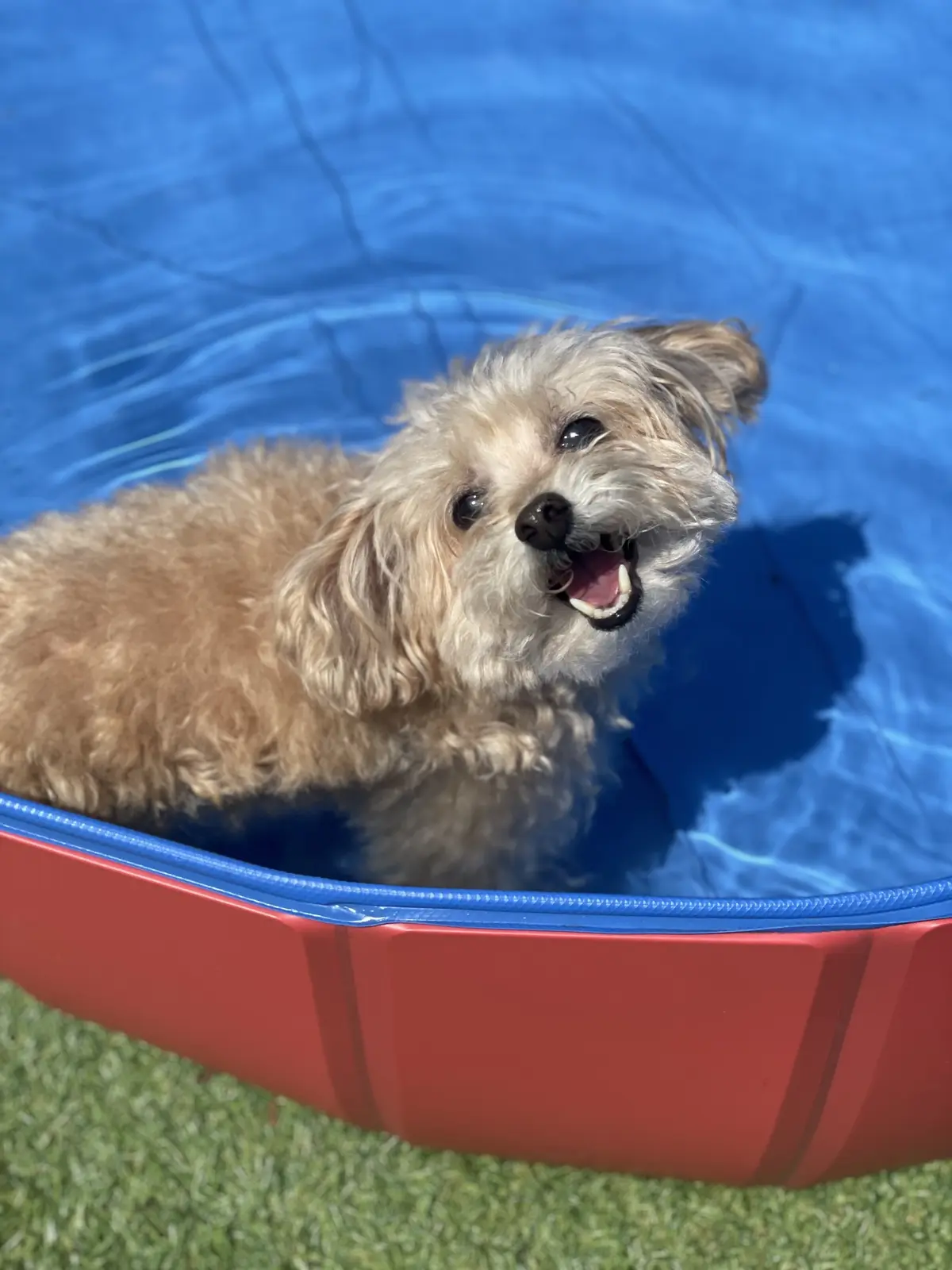 エクラ 華組　鈴木たま江さんの愛犬