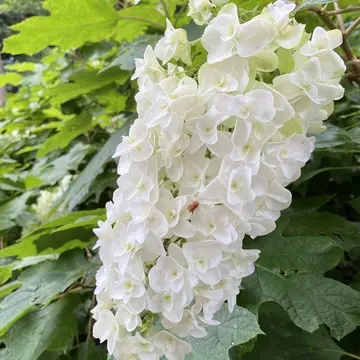 白い紫陽花も花びらの形が違います