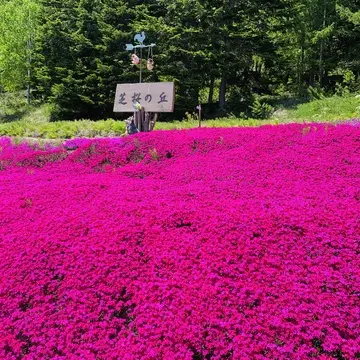 目の覚めるような桃色の芝桜