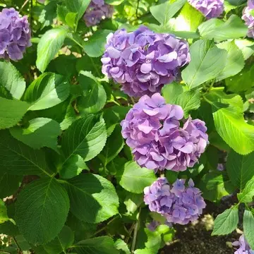 西国八番霊場　総本山 長谷寺　紫陽花