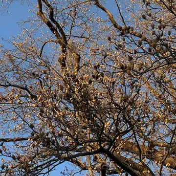 新宿御苑　散策　都内　新宿　自然　ビル　花　草木　庭園