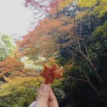 箕面名物　もみじの天ぷら