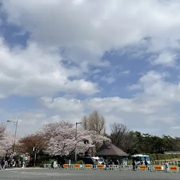 半蔵門交差点の桜