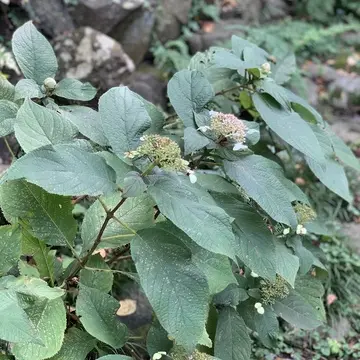 イザヤタイムアンドスペース　明月院側　古民家カフェ　北鎌倉