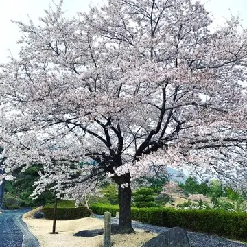 桜