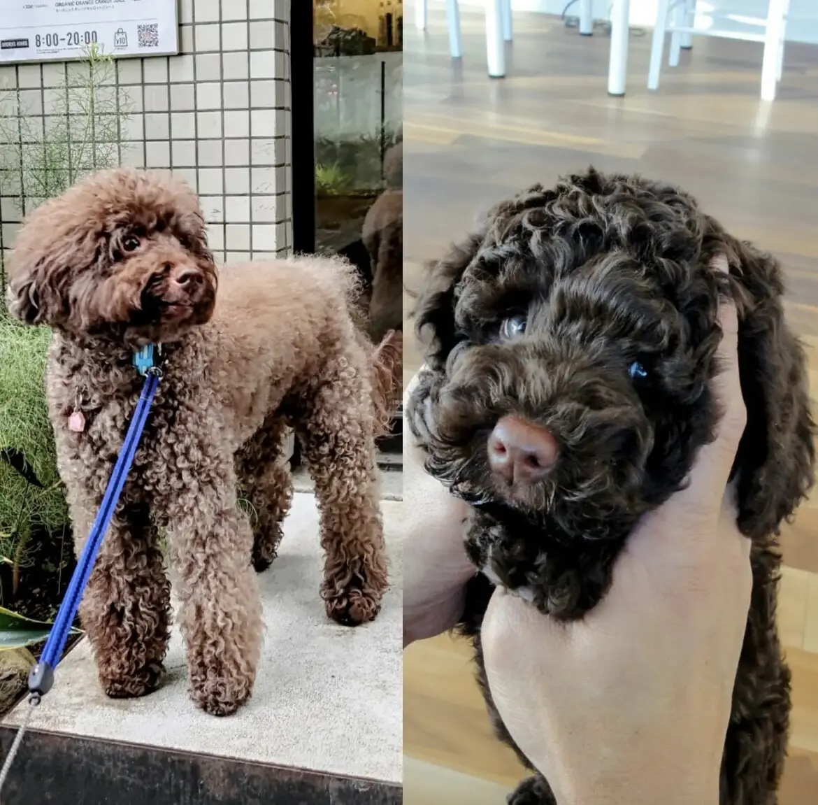 エクラ 華組　伊藤美帆さんの愛犬