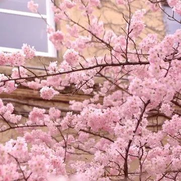 【京都・桜の開花情報 2024年】 元成徳中校舎・成徳学舎の“春めき桜”