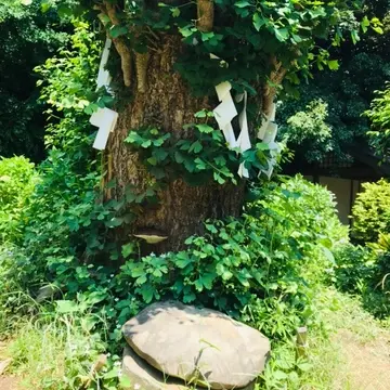 亀石　イチョウの木　パワースポット
