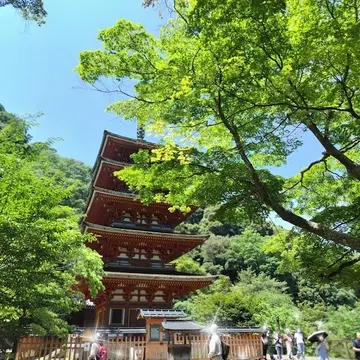 西国八番霊場　総本山 長谷寺　五重塔