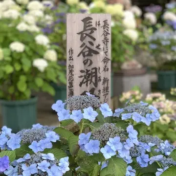 紫陽花　長谷の潮騒