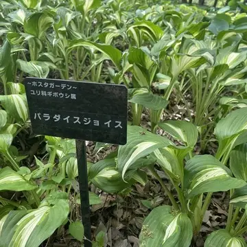 埼玉県森林公園「ギボウシ」