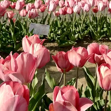 「佐倉ふるさと広場」チューリップ畑