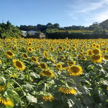 満開のひまわりは見応えありますね。
