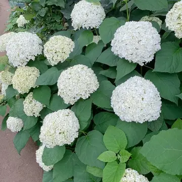 横浜イングリッシュガーデン内の紫陽花