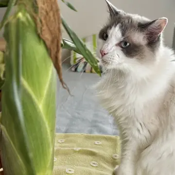 とうもろこしと猫（上の子）