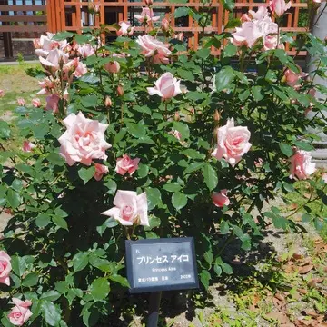 「プリンセスアイコ」平成14年、敬宮愛子内親王殿下のご誕生を祝して、名付けられたバラです。