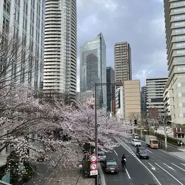 愛宕山付近の桜