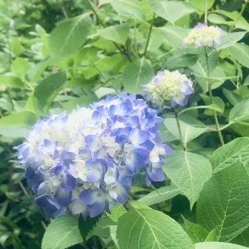 明月院の紫陽花
