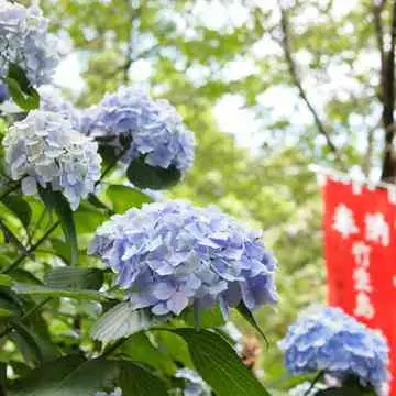 琵琶湖　宝厳寺　あじさい　幟旗