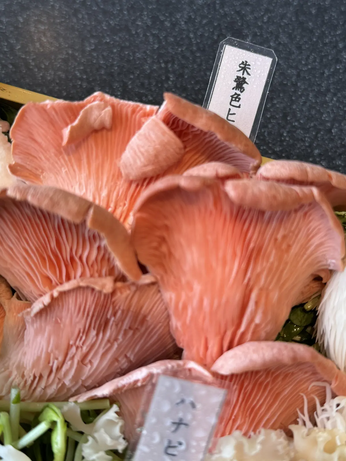 シャングリラズシークレット