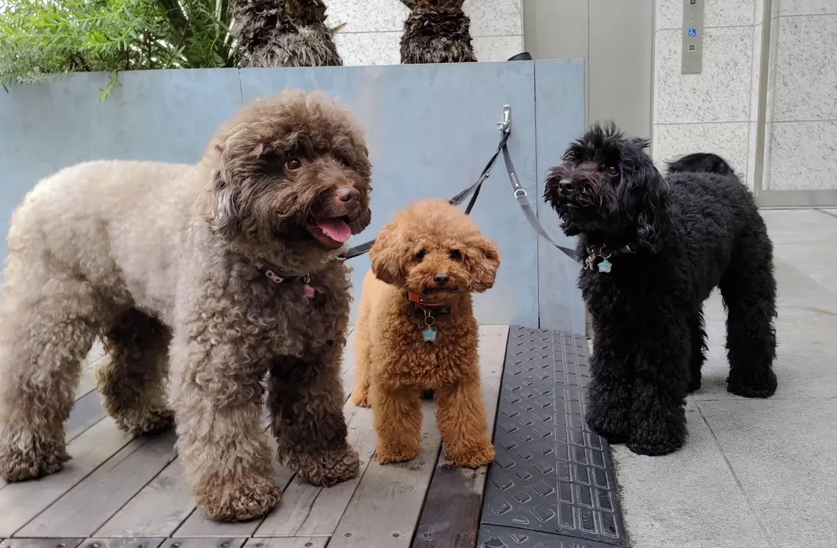 エクラ 華組　伊藤美帆さんの愛犬