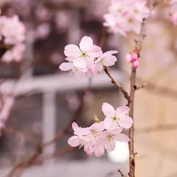 【京都・桜の開花情報 2024年】 元成徳中校舎・成徳学舎の“春めき桜”