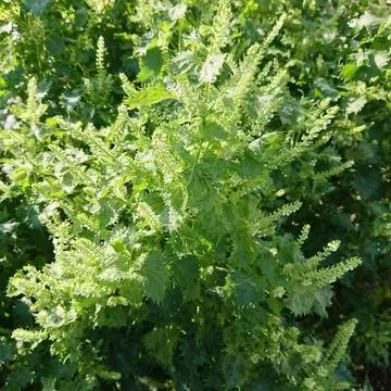 使いきれない程の大葉