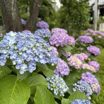 紫陽花と手水舎