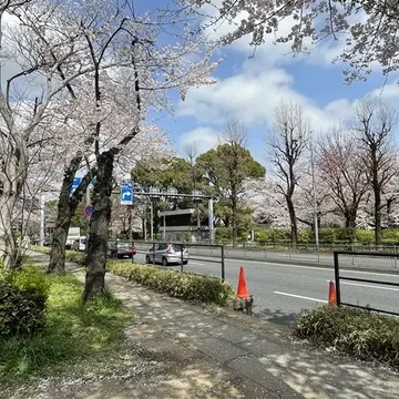 千鳥ヶ淵横の桜