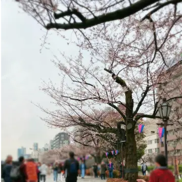 隅田川の桜