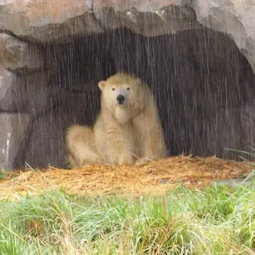 こんなに雨が降っていては…。