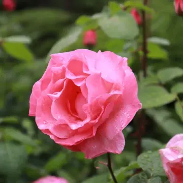 クイーンエリザベス