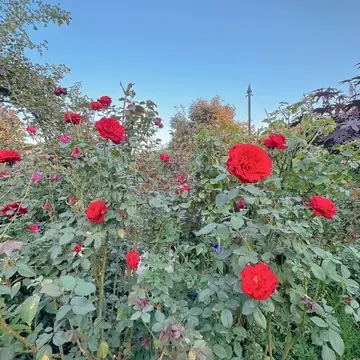 横浜イングリッシュガーデンの薔薇
