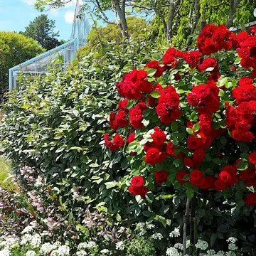 色々なカラーの薔薇が美しかった。