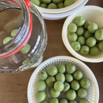 初夏の手仕事、今年も梅シロップを作りました
