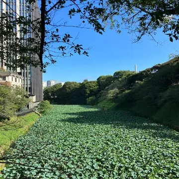 福山雅治　武道館　言霊の幸わう夏
ましゃ　フクライブ　「福山屋」POPUP STORE  ひとり参戦　ソロ活
jマダム