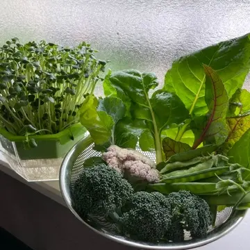 カイワレ大根　収穫した野菜