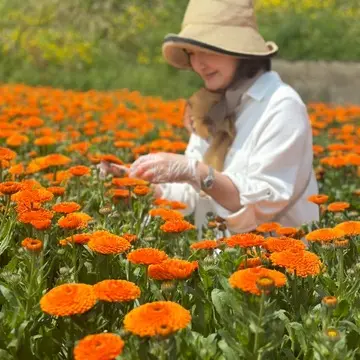 淡路島カレンデュラ