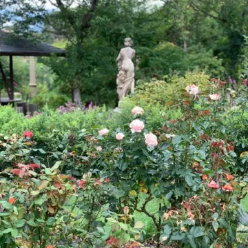 ハイジの村　バラ園