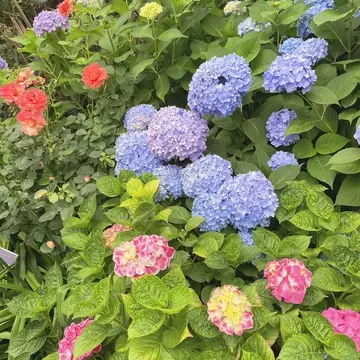横浜イングリッシュガーデン内の紫陽花